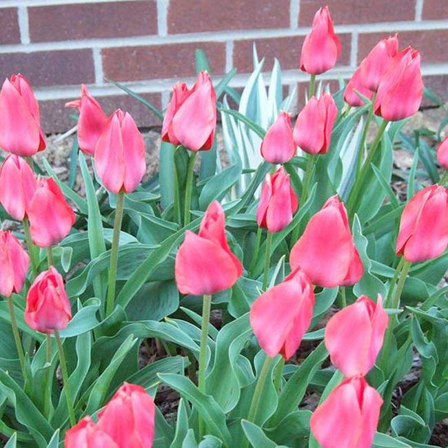 Hoa tulip 'Toronto”. Loài hoa tulip trông này rất kín đáo và e lệ, có màu hồng thanh nhã vào buổi chiều và sáng sớm khi những cánh hoa nở ra vẫn còn e ấp nhưng đầy mạnh mẽ, nó lại có màu đỏ cam màu vàng thay khi tràn ngập dưới ánh nắng và những cánh hoa mở ra hoàn toàn, 'Toronto” như có những cách đầy riêng rẽ với những màu sắc của nó. Hơn nữa màu sắc của nó cũng thay đổi theo từng thời kì nở hoa, khi loài hoa tulip này chớm nở có một tán lá màu xanh dương kết hợp màu xanh lá đầy sức cuốn hút với những đường kẻ sọc màu hạt dẻ.

Tên khoa học : Tulipa greigii 'Toronto'
