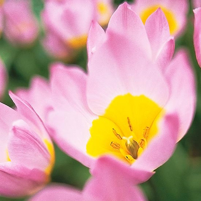 Hoa tulip 'Lilac Wonder'. Viên đá quý bé nhỏ này là một loài hoa tulip dại có một cuộc sống lâu dài. Nó nở ra những bông hoa nhỏ có màu hồng tím hoa cà cùng với phần trung tâm là màu ánh vàng đầy rực rỡ và với kích thước bé nhỏ và e lệ của nó thì thật hoàn hảo khi trồng ở đằng trước hàng rào ở nhà hay là dọc theo hành lang hiên nhà.

Tên khoa học: Tulipa bakeri 'Lilac Wonder'
