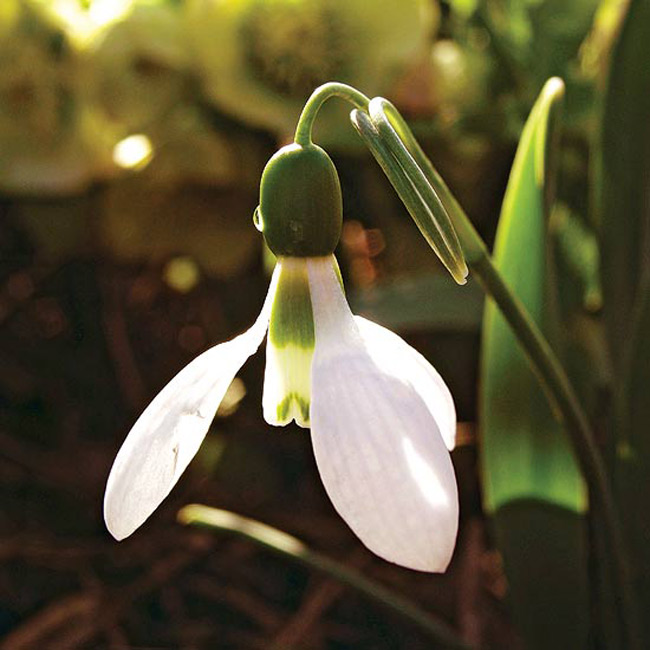 Hoa Giọt tuyết. Loài cây trông bằng thân củ này cho ra sản phẩm là những bông hoa trắng đang cúi gục xuống trông giống như là một bầy những con chim bồ câu trắng bé nhỏ.

Tên khoa học: Galanthus nivalis
