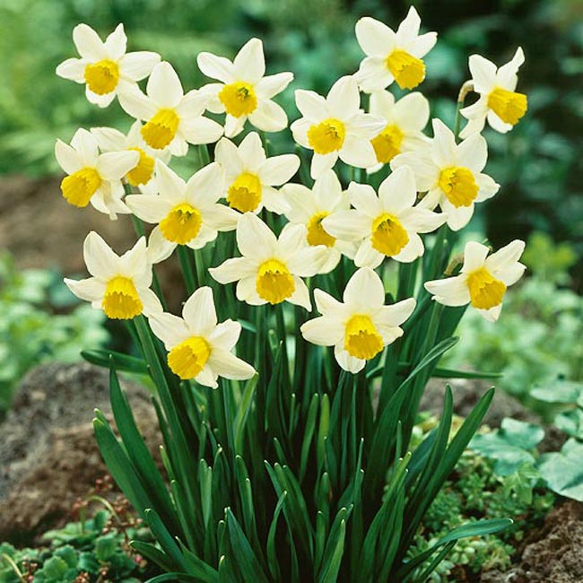 Hoa thuỷ tiên 'Jack Snipe'. “Jack Snipe” là loài hoa thuỷ tiên bé nhỏ đầy hân hoan nở ra với những cánh hoa vàng và trắng. Nó là loại cây trồng phát triển mạnh mẽ và nở sớm đầy bất ngờ, sản xuất ra rất nhiều phấn, có một nét thanh nhã đặc trưng với những cánh hoa uốn cong ra phía sau.

Tên khoa học: Narcissus 'Jack Snipe'
