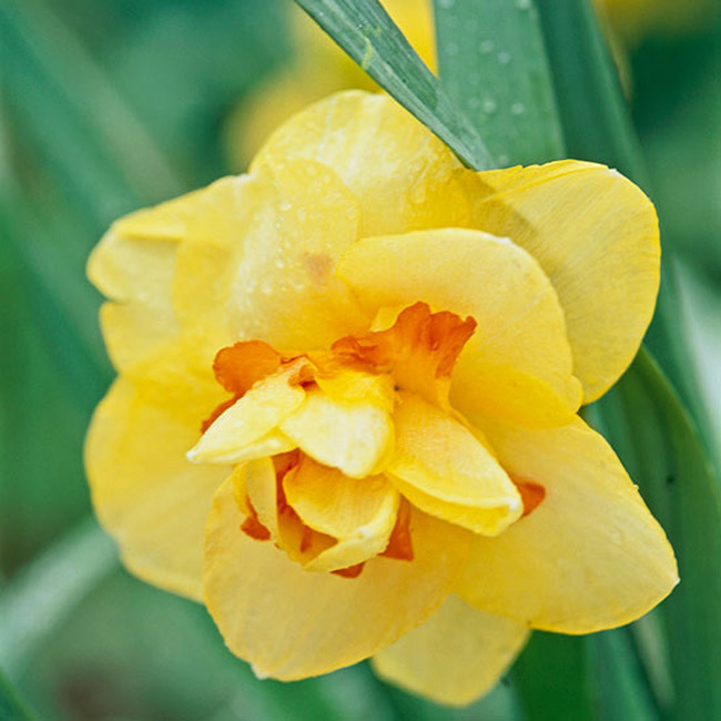 Hoa thuỷ tiên “Tahiti”. Với một màu ấm nóng, loài hoa này gợi nhớ đến hòn đảo nhiệt đới “Tahiti” nơi người ta đã mang loài hoa này đến với mọi người. Cây ra hoa hai lần trong bóng râm với những màu vàng, cam và đỏ. Nó sinh sôi nảy nở hầu hết tất cả các thời gian và xứng đáng được trưng bày hàng năm.

Tên khoa học: Narcissus 'Tahiti'

