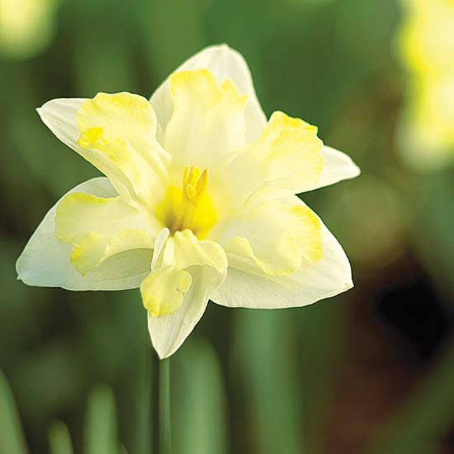 Hoa thuỷ tiên “Cassata'. Là một loài hoa lộng lẫy với đài hoa được chia đều ra, “Cassata” nở ra những cánh hoa màu trắng và đài hoa màu vàng và có màu nhạt dần dưới màu vàng mềm mịn đầy rực rỡ. Đài hoa được chia ra đều nhau làm cho chúng dễ nhận thấy như vẻ bề ngoài của những con bướm. Giống như những loài hoa thuỷ tiên khác, chúng có một cuộc sống khá dài và là một loài hoa cắt cành tuyệt vời.

Tên khoa học: Narcissus 'Cassata'
