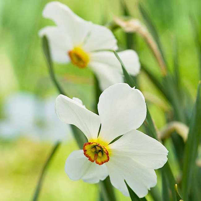 Hoa thuỷ tiên “Actaea”. Loài hoa thuỷ tiên duyên dáng này có những cánh hoa trắng to và một đài hoa tuy nhỏ nhắn nhưng có một màu vàng đầy cuốn hút với viền đỏ xung quanh. Nó có một mùi hương đặc trưng hào nhoáng của những người giàu có.

Tên khoa học: Narcissus 'Actaea'
