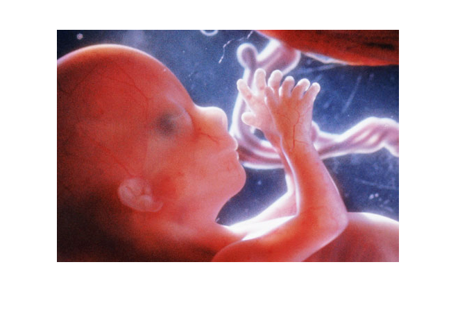 Thai nhi 16 tuần

Lúc này bào thai đã dài gần 12cm và nặng khoảng 80g. Phía trên cùng của tử cung nằm cách bụng của bạn khoảng gần 10cm. Em bé đã có thể chớp mắt; tim và mạch máu được hoàn thiện. Các ngón tay và ngón chân cũng đã có dấu vân.
