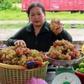 Tin tức - Nhập nhằng giữa 'nho độn đá' và nho chất lượng
