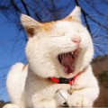 Làm đẹp - Học cách làm đẹp từ loài mèo