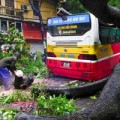 Tin tức - HN: Mưa lớn, cây đổ đè bẹp một xe buýt đang chạy