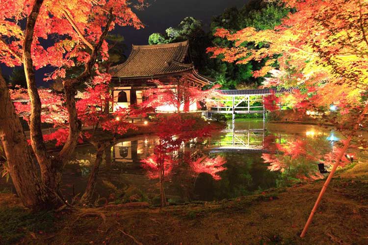 Hình ảnh những cây phong đỏ rực rỡ về đêm tại ngôi chùa Kodai-ji, phía Đông Bắc chùa Yasaka Hokanji ở chân núi Higashiyama Ryozen, cố đô Kyoto.

