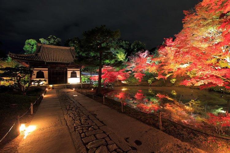 Hình ảnh những cây phong đỏ rực rỡ về đêm tại ngôi chùa Kodai-ji, phía Đông Bắc chùa Yasaka Hokanji ở chân núi Higashiyama Ryozen, cố đô Kyoto.
