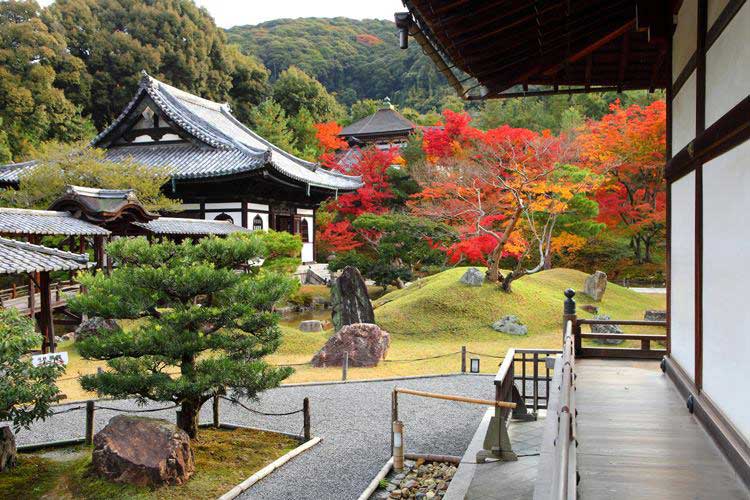 Cây phong đỏ là một trong những loài cây được ưa chuộng trong kiến trúc sân vườn tại Nhật Bản.
