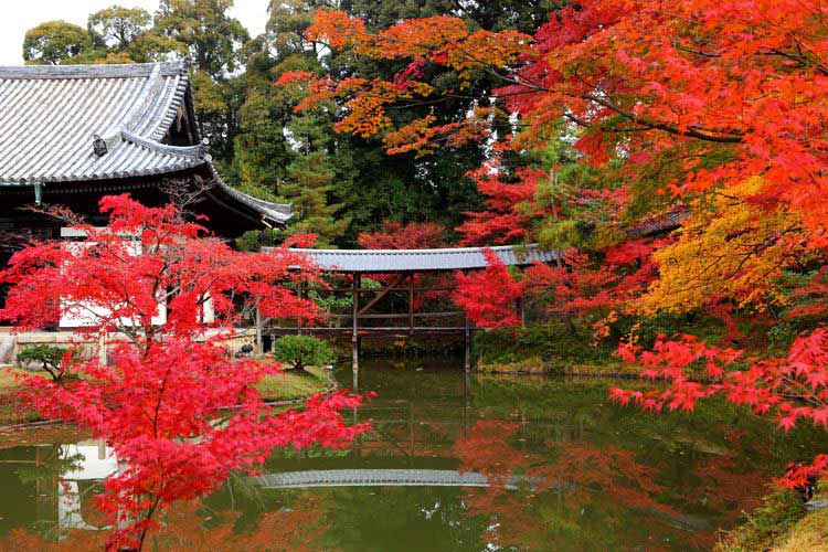 Mùa thu ở Nhật Bản còn được gọi là Momiji, có nghĩa là mùa lá đỏ.
