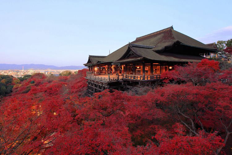 Cảnh sắc khó tin vào mùa thu ở ngôi chùa Kiyomizu-dera. Ngôi chùa ẩn hiện giữa rừng phòng đỏ ối.
