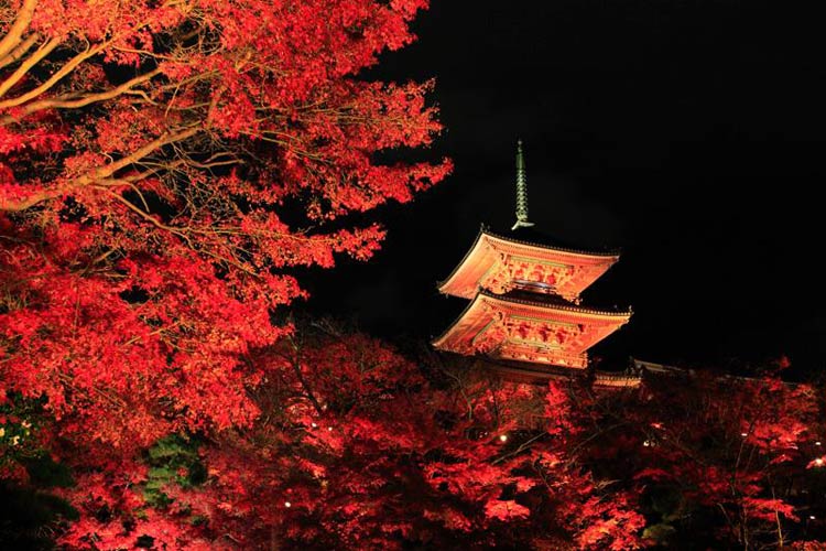 Về đêm, các tán cây phong đỏ càng đẹp lôi cuốn hơn dưới ánh đèn lung linh.
