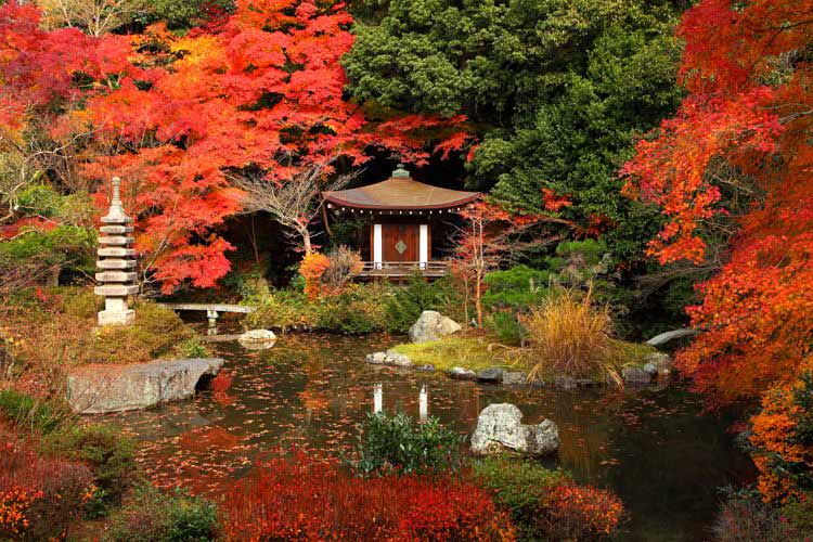 Mùa lá đỏ trong mắt người Nhật là mùa hoàn mỹ.
