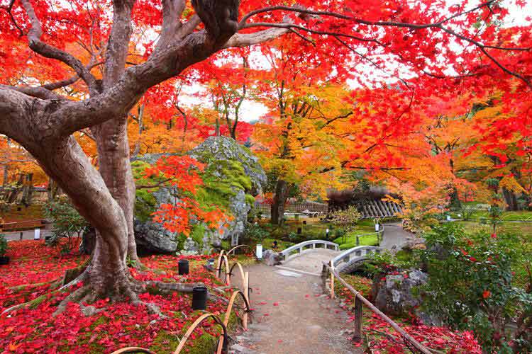 Phần lớn người Nhật đều cho rằng mùa thu là mùa đẹp nhất trong năm.
