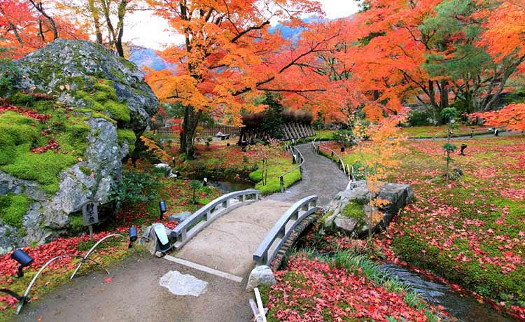 Cây phong được xem là vua của sắc thu, được trồng rất nhiều trong những ngôi chùa và các khu vườn truyền thống của Nhật Bản.
