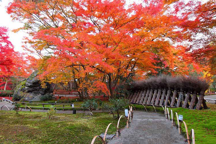 Kyoto - Cố đô Nhật Bản là nơi trồng nhiều cây phong nhất cả nước.
