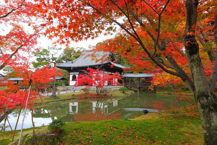 Vào mùa thu, một số lễ hội và các hoạt động vui chơi được tổ chức như: Akimatsuri (lễ hội mùa thu), Kouyou (mùa lá đỏ).
