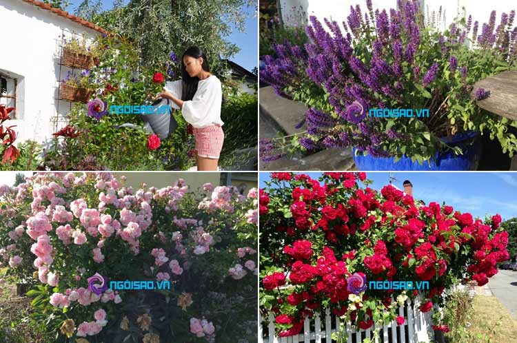 Khu vườn đẹp lãng mạn và rực rỡ hơn với hoa lavender cùng hoa hồng. Đoan Trang thường xuyên chăm sóc vườn hoa. (Ảnh: NS)
