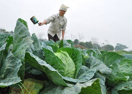 Giá rau củ tăng vọt: Nông dân chưa được lợi - 1