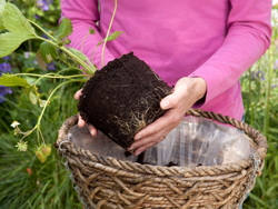 Chị em #039;phát sốt#039; mốt trồng dâu tây sạch - 3