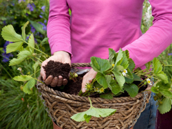 Chị em #039;phát sốt#039; mốt trồng dâu tây sạch - 4