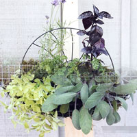 Chị em #039;phát sốt#039; mốt trồng dâu tây sạch - 10