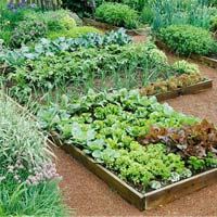 Chị em #039;phát sốt#039; mốt trồng dâu tây sạch - 12