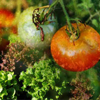 Chị em #039;phát sốt#039; mốt trồng dâu tây sạch - 13