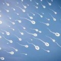 Sức khỏe - Chất lượng tinh trùng giảm vào mùa hè