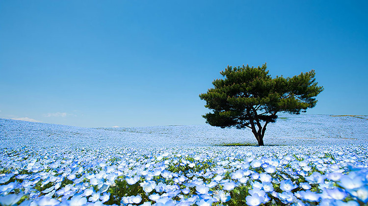 Bạn có dám tin điều này không, đây hoàn toàn là một cánh đồng hoa có thật chứ không phải trong câu chuyện cổ tích. Giấc mơ hiện lên một cách sinh động qua những bức ảnh được chụp tại một công viên nằm ở Hitashi, Nhật Bản.

