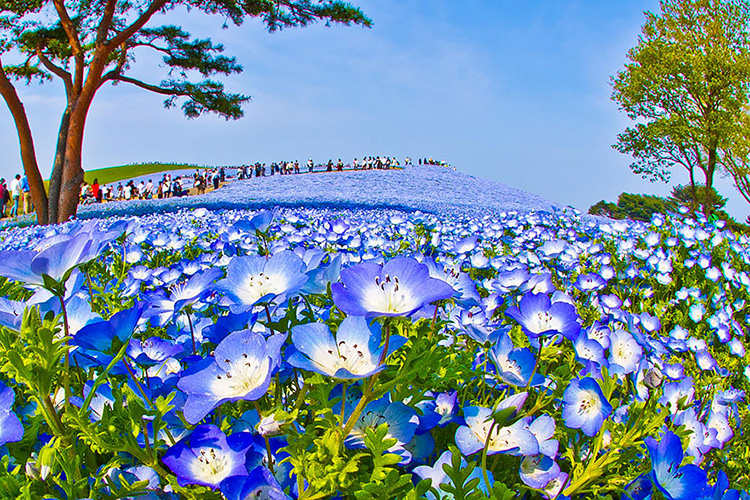 Nếu bạn có kế hoạch đến thăm Nhật Bản thì đừng quên ghé thăm công viên này nhé!

