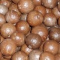 Mua sắm - Giá cả - 1 triệu đồng/kg nhân hạt cây 'tỷ đô' ở Việt Nam