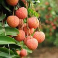 Làm mẹ - Thực hư trẻ ăn vải bị viêm não NB