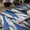 Tin tức - Cá thu bảo quản đến rụng răng chờ tăng giá