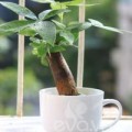 Nhà đẹp - Cây cảnh tài lộc 'được lòng' dân văn phòng