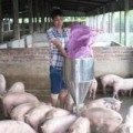 Mua sắm - Giá cả - Bỏ nghiệp thủy thủ về làm triệu phú nuôi lợn