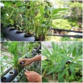 Nhà đẹp - Đủ rau ăn hàng ngày nhờ vườn ban công 2m2