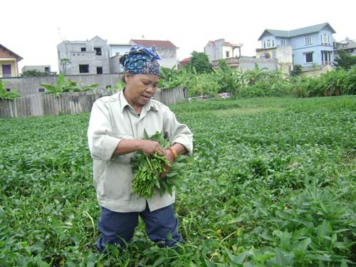 Kiếm tiền triệu từ rau muống 2.500 đồng một mớ - 1