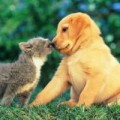 Sức khỏe - Phòng ngừa chó, mèo gây bệnh cho người