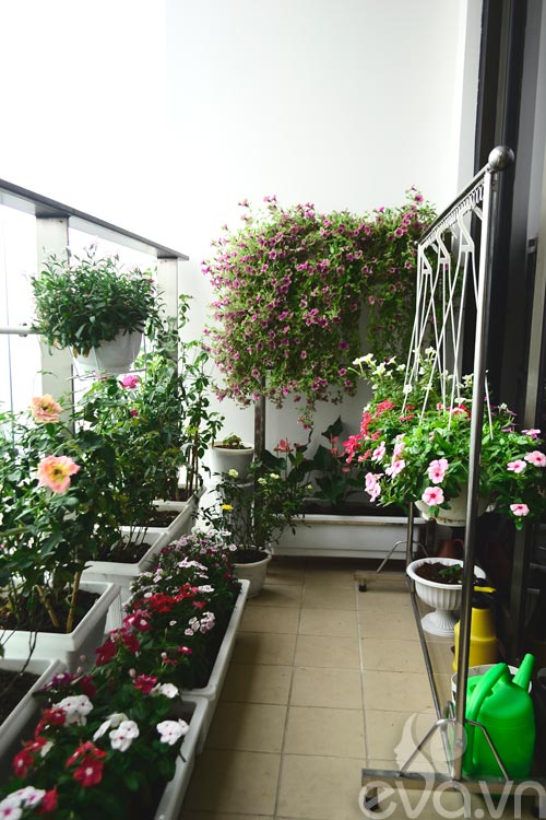 Thăm vườn hoa ban công tuyệt đẹp ở Cầu Giấy - 1