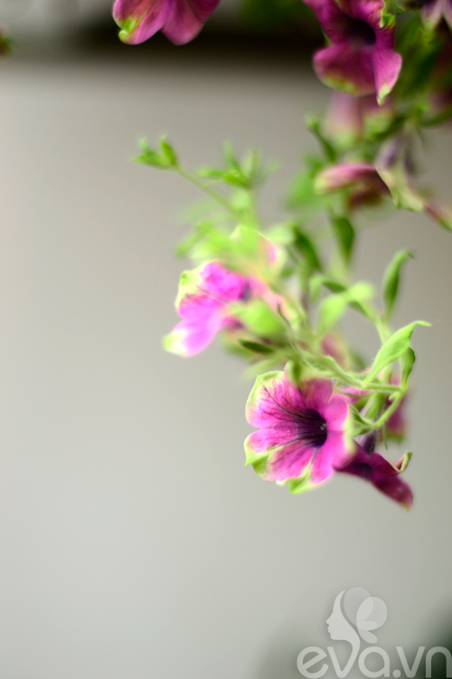 Thăm vườn hoa ban công tuyệt đẹp ở Cầu Giấy - 10