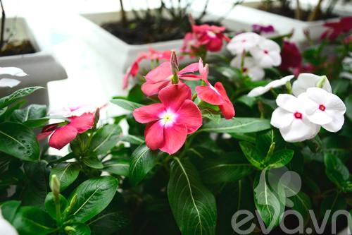 Thăm vườn hoa ban công tuyệt đẹp ở Cầu Giấy - 11