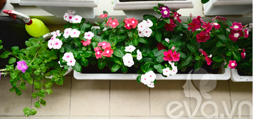 Thăm vườn hoa ban công tuyệt đẹp ở Cầu Giấy - 12