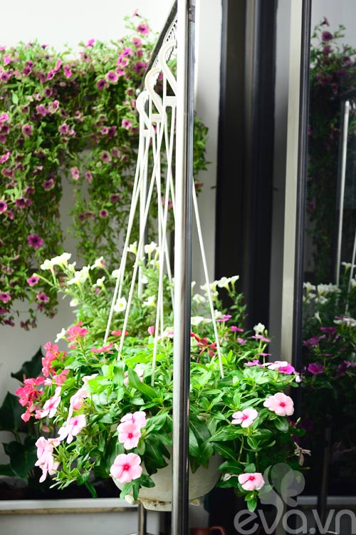 Thăm vườn hoa ban công tuyệt đẹp ở Cầu Giấy - 13