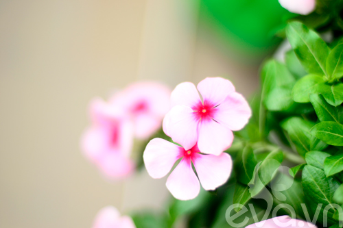 Thăm vườn hoa ban công tuyệt đẹp ở Cầu Giấy - 14