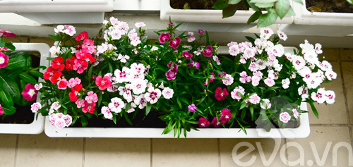 Thăm vườn hoa ban công tuyệt đẹp ở Cầu Giấy - 15