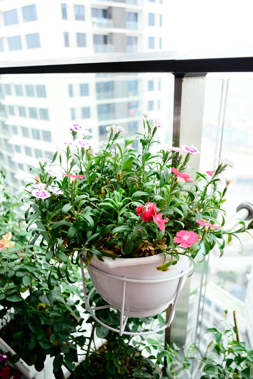 Thăm vườn hoa ban công tuyệt đẹp ở Cầu Giấy - 16