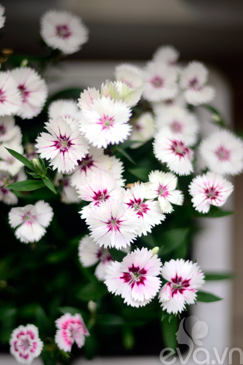 Thăm vườn hoa ban công tuyệt đẹp ở Cầu Giấy - 17