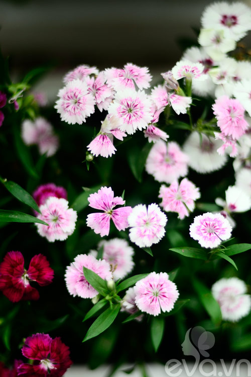 Thăm vườn hoa ban công tuyệt đẹp ở Cầu Giấy - 19